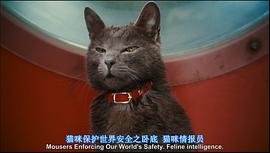 猫狗大战珍珠猫是什么猫 图4