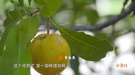 水果传观后感 图7