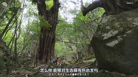 棱镜 图1