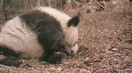 《熊猫回家路》电影 图1