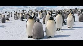 企鹅日记电影 图7