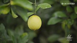 風(fēng)味原產(chǎn)地云南配音 圖7