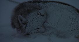 南极物语的电影在线观看 图2