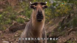 馬文的熊貓王國(guó)歷險(xiǎn)記 圖10