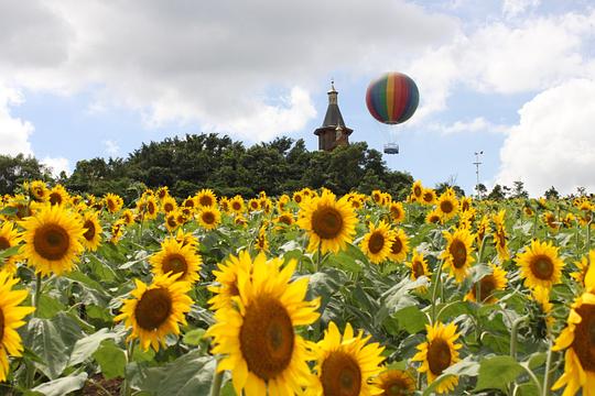 向阳花开剧情介绍