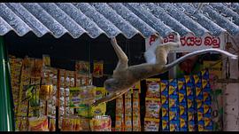 猴子王國 圖8