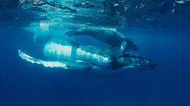 人工鲸鱼刮掉藤壶视频 图4