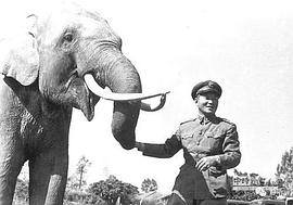 大象部队电影 图8