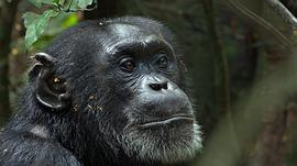 黑猩猩纪录片免费观看 图10