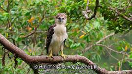 我們的星球 第一季 圖7