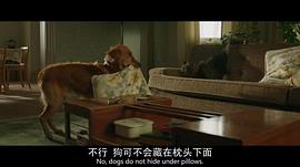 一條狗的使命 圖6