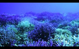 10部顶级海洋纪录片 图3