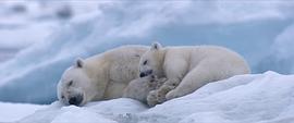 最大北极熊1407公斤图片 图7