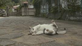流浪猫鲍勃电影免费观看 图4
