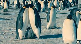 BBC帝企鹅纪录片国语版 图1