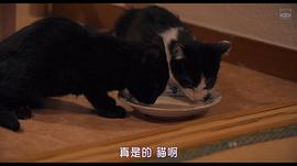 為什么貓都叫不來 圖2