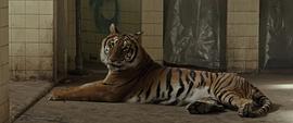 关于老虎的恐怖片 图3