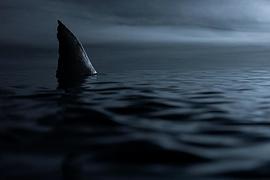 大浪白鲨 电影 图5
