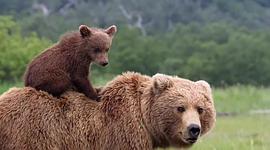阿拉斯加的棕熊免费观看 图10