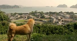 日本狗的电影感人的叫什么 图1