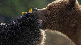 阿拉斯加的棕熊免费观看 图4