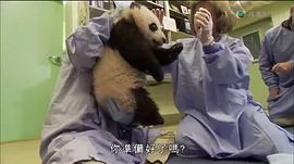 馬文與中國大熊貓 圖10
