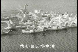 阿勇 圖4