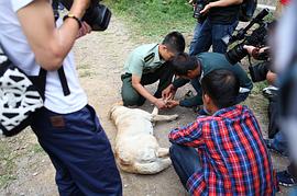 神犬奇兵电视剧全集免费观看高清 图10