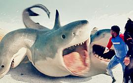 夺命四头鲨电影国语版 图9