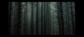 森林恐怖电影 图3