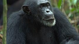记录猩猩的纪录片 图3