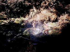 被遺忘的祖先的陰影 圖1