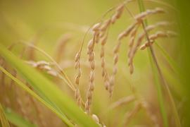 小森林 夏秋篇 圖2