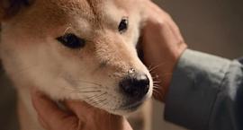 日本关于流浪狗的电影 图9