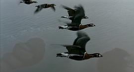 遷徙的鳥 圖7
