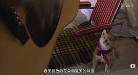 豆柴小犬 图4