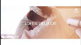 爱情像猫一样 图1