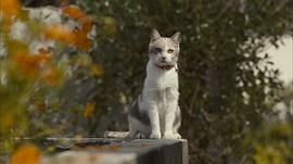 流浪猫鲍勃电影免费观看 图10
