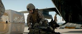 美国战争题材的军犬电影大全 图4