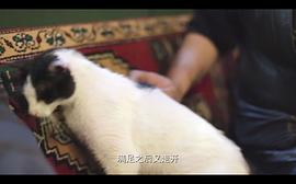 爱猫之城经典语录电影 图1