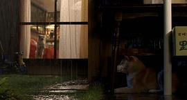 日本关于流浪狗的电影 图6