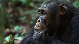 日本最帅大猩猩 图6