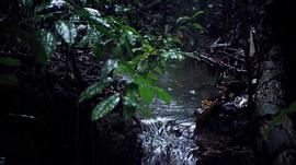 亚马逊河历险记2 电影 图8