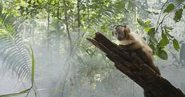 亚马逊猴 图8