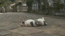 流浪猫鲍勃电影免费观看 图9