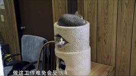 猫夫人与700只猫 图4