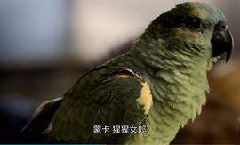 关于一只鹦鹉的电影 图7
