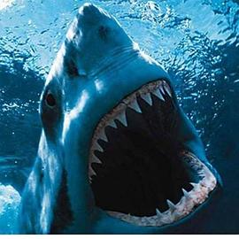 大白鲨 图3