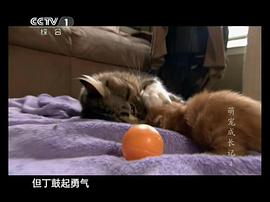 萌龐成長記 圖10