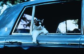 Whiskers 图3
